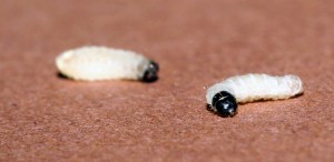 bruine huismot larve