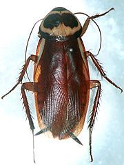 Australische kakkerlak