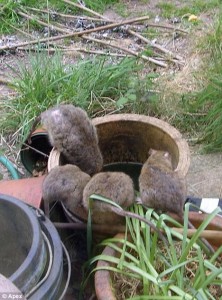 Bruine Ratten buiten