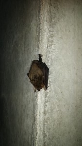 Dwergvleermuis-1