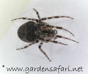 Holenwielwebspin-gardensafari