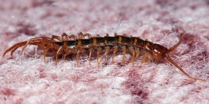 Lithobius-forficatus