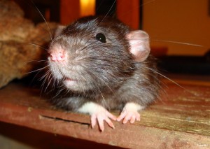 Zwarte Rat