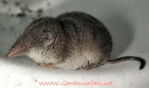 Huisspitsmuis