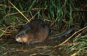 muskusrat
