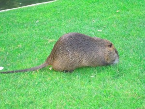 muskusrat op gazon