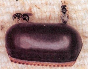 sluipwespen op kakkerlakken ei-pakketje