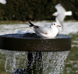 vogels meeuw