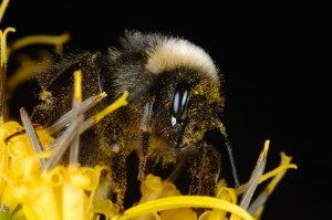 Hommel met Stuifmeel-jarmo