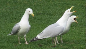 agressieve meeuwen